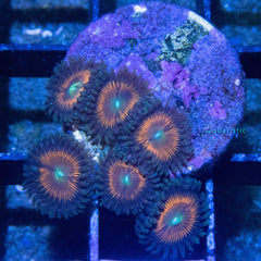 E80 - Zoanthid Everlasting Gobstopper