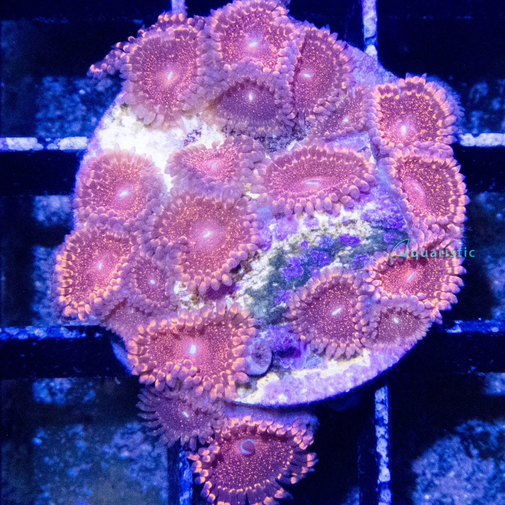 E85 - Zoanthid Darth Maul