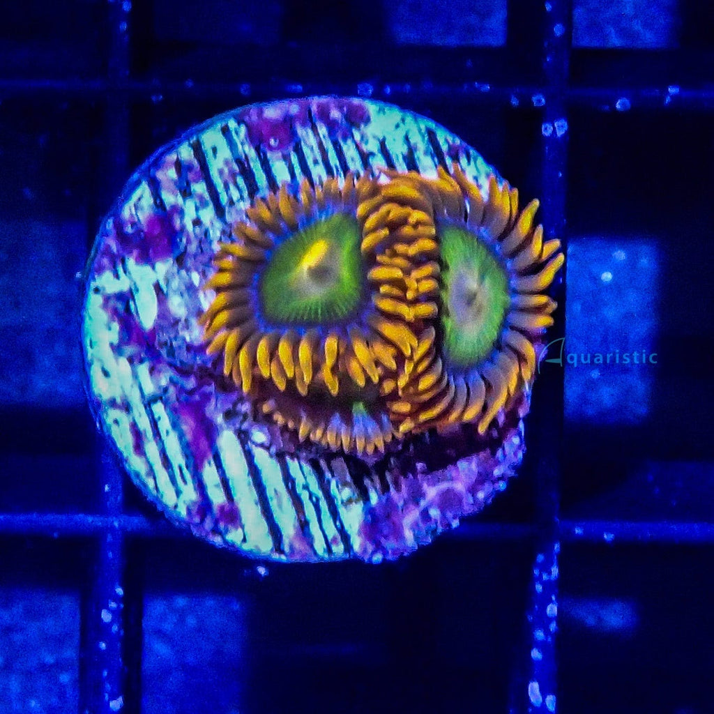 D88 - Zoanthid Mandarin