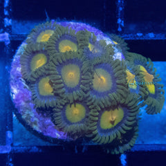 E89 - Zoanthid 24K