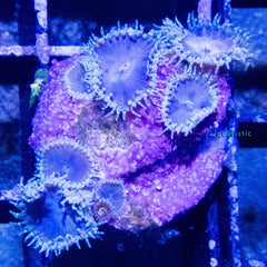 E95 - Zoanthid Smurf Blood