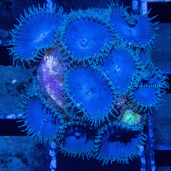 E96 - Zoanthid Smurf Blood