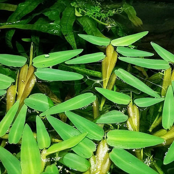 Hydroryza Aristata (Asian Watergrass) - Aquaristic Online