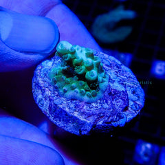 B14 - Acropora Tenuis Yellow