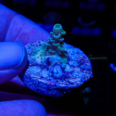 B15 - Acropora Tenuis Yellow 2