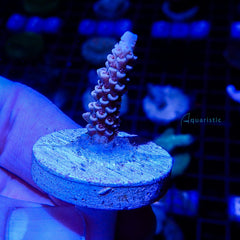 A97 - Acropora Cherry Bomb