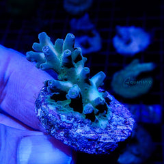 B06 - Acropora Fakeinata Green Purple