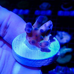 B05  - Acropora Fakeinata Blue