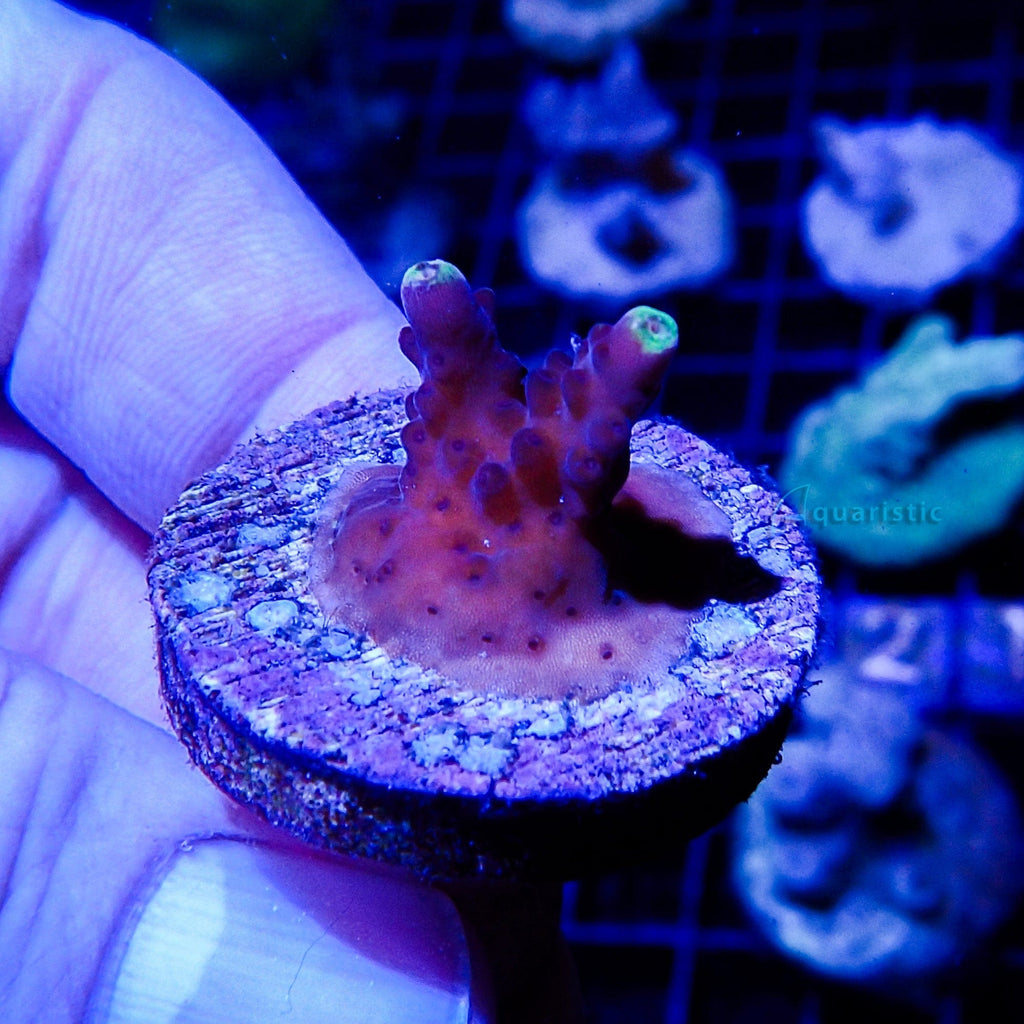 B04 - Acropora Flame Fox