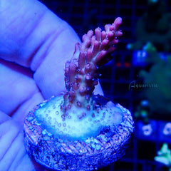 B33- Acropora Strawberry Shortcake