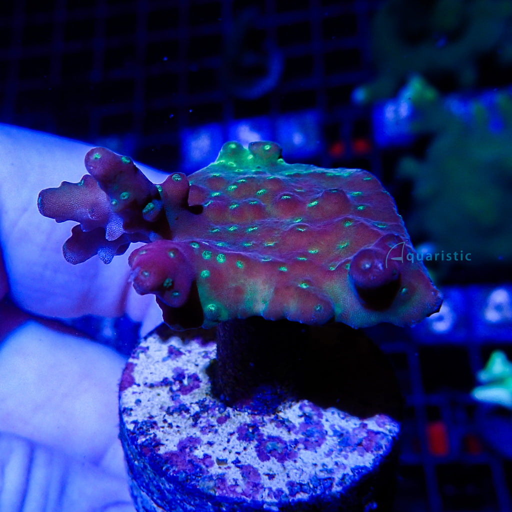 B34 - Acropora Grafted Cherry