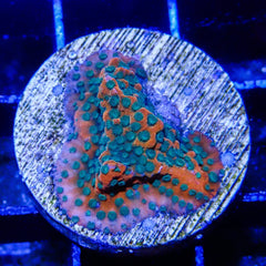 D81 -Montipora Lava Island 4