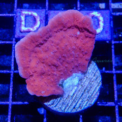 D09 - Montipora Capricornis Red