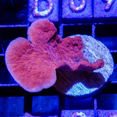 D08 - Montipora Capricornis Red 2