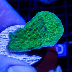 D07 - Montipora Capricornis Green