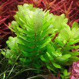 Rotala Tulunandesis