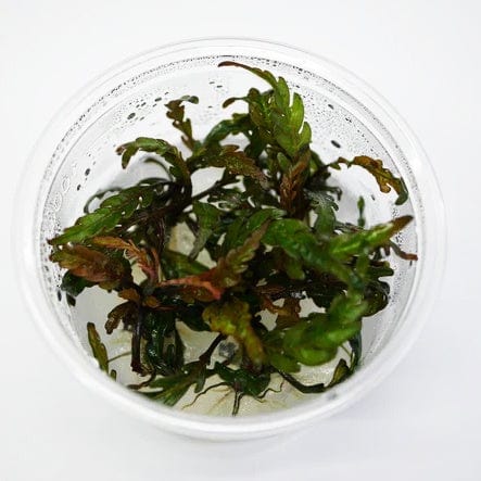 Tissue Culture Hygrophila Pinnatifida