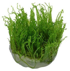 Tissue Culture Taxiphyllum Alternans Taiwan Moss