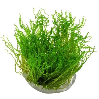 Tissue Culture Taxiphyllum Flame Moss