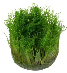 Tissue Culture Taxiphyllum Spikey Moss