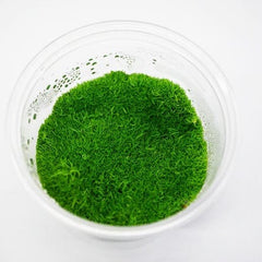 Tissue Culture Utracularia Graminifolia UG