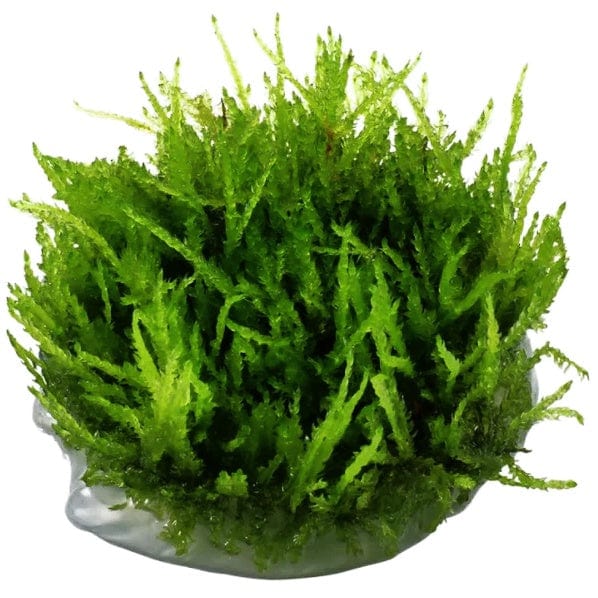 Tissue Culture Vesucularia Ferriei Weeping Moss