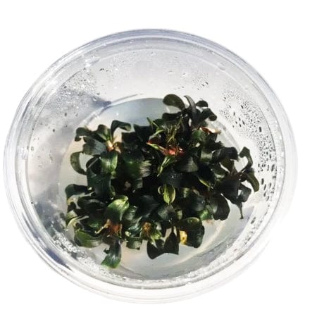 Tissue Culture Bucephalandra Brownie Purple