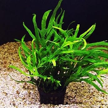 Microsorum Pteropus Trident Fern