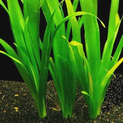 Vallisneria Giant Jungle