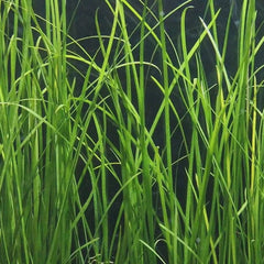 Vallisneria Narrow