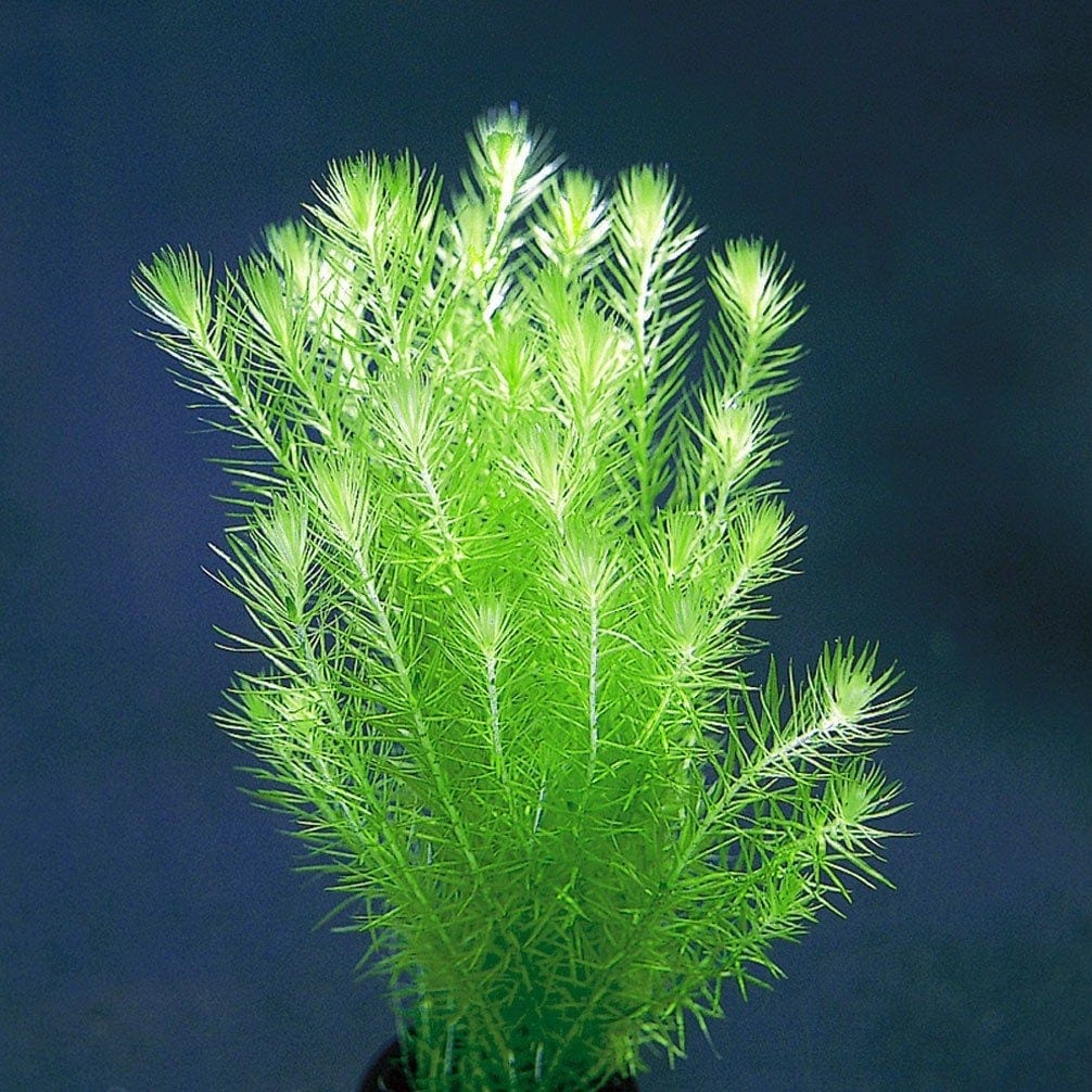 Mayaca Fluviatilis