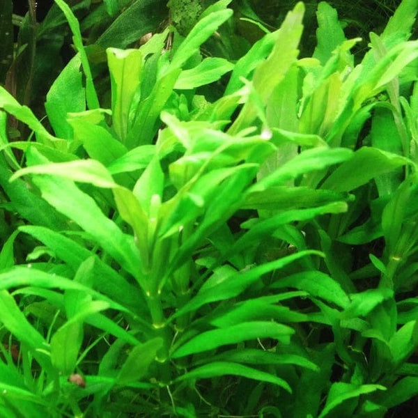 Pogostemon Sampsonii - Aquaristic Online