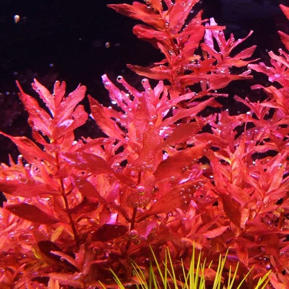 Rotala Macranda Butterfly