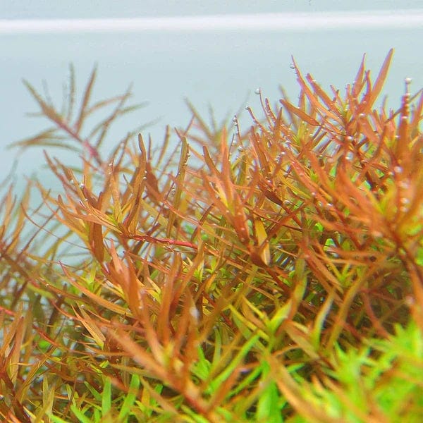 Rotala Hra